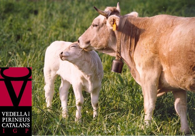 Ternera de los Pirineos Catalanes Indicación Geográfica Protegida (IGP)